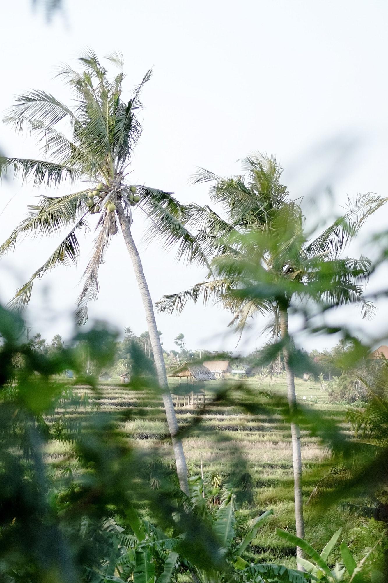Planta Boutique Resort Canggu  Bagian luar foto